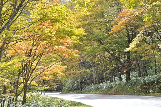 せせらぎ街道の紅葉ドライブ