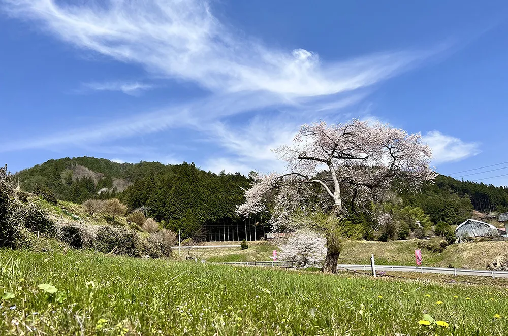 善兵衛桜