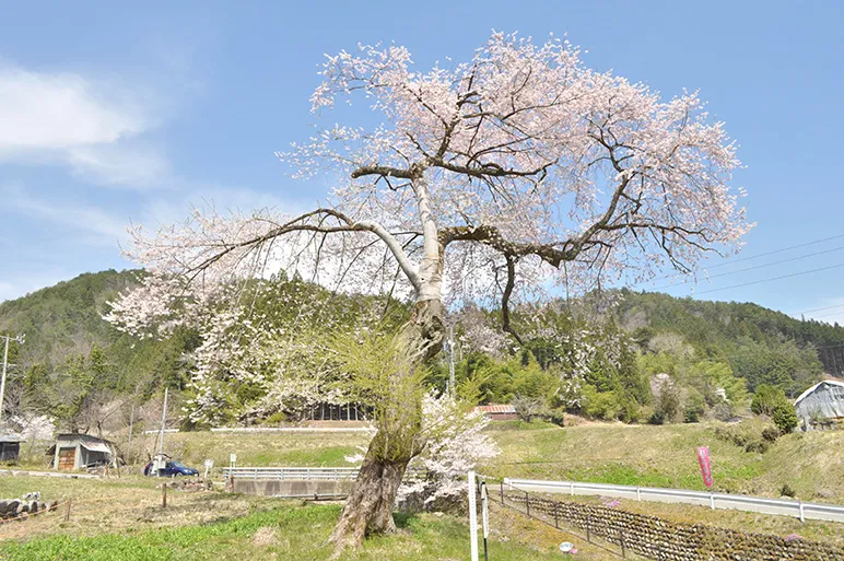 善兵衛桜