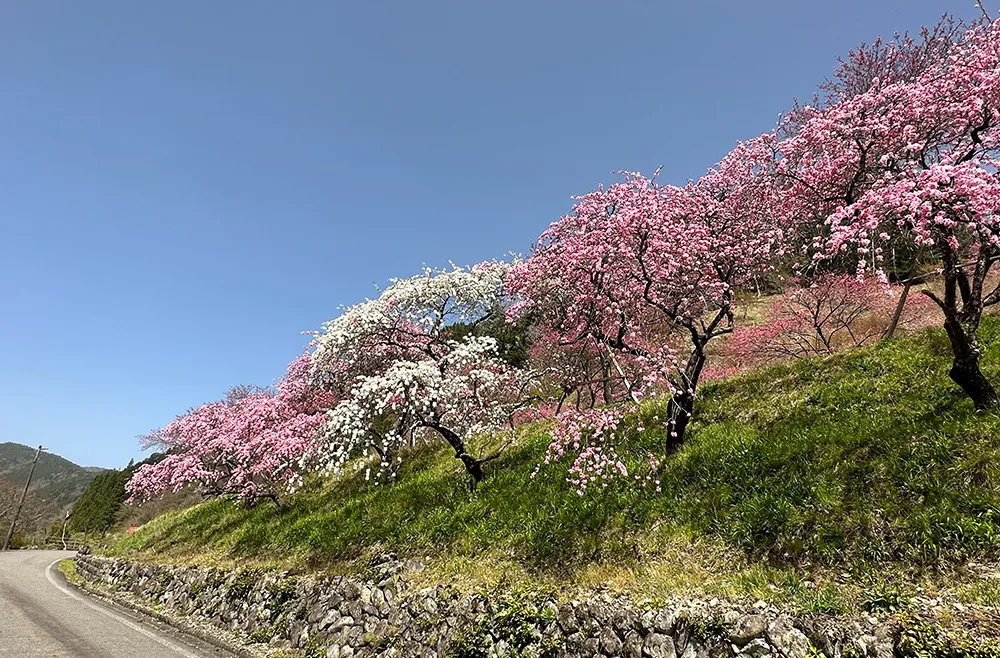 小川の花桃