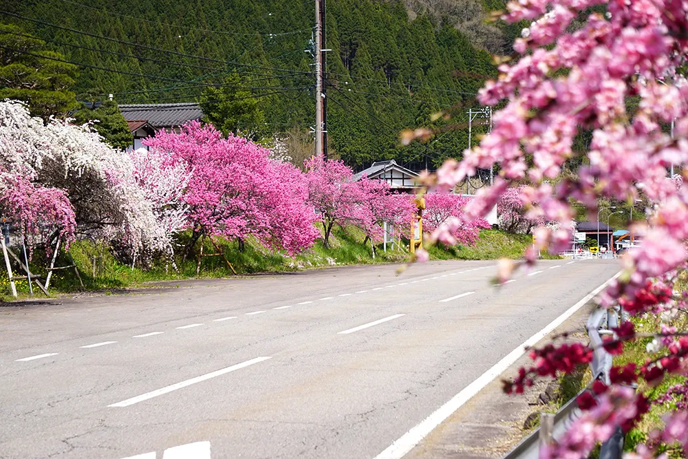 小川の花桃