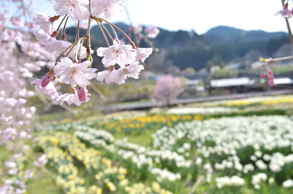 緑水庵(水仙・枝垂れ桜)