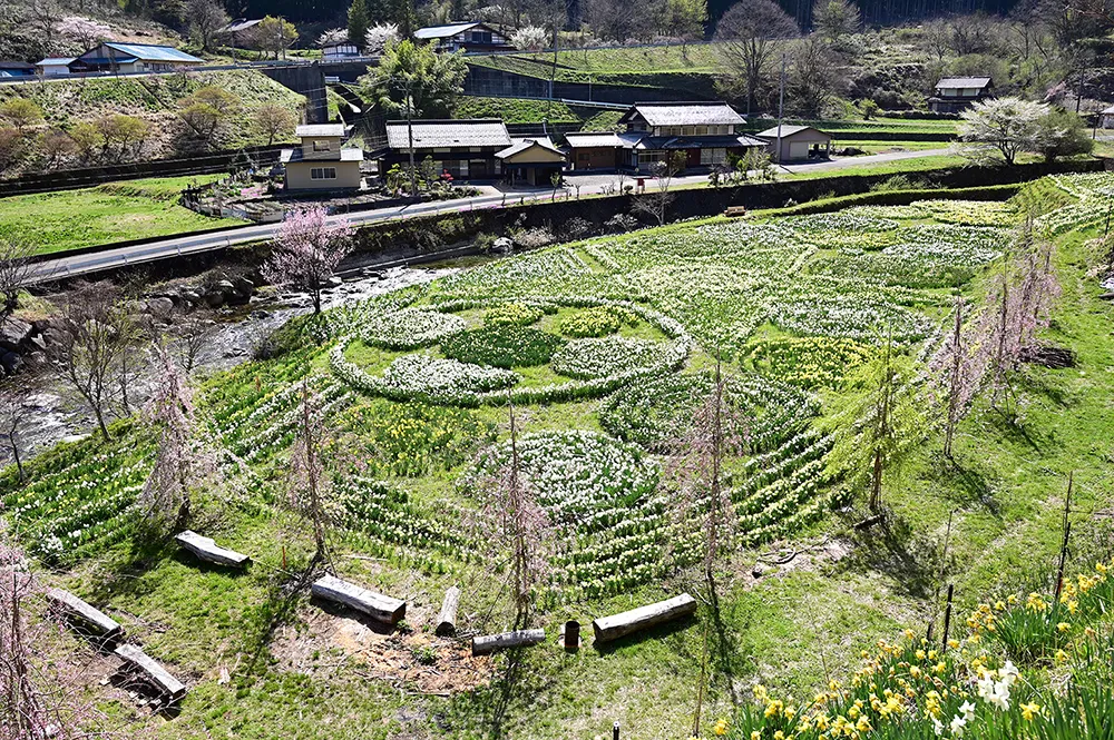 緑水庵(水仙・枝垂れ桜)