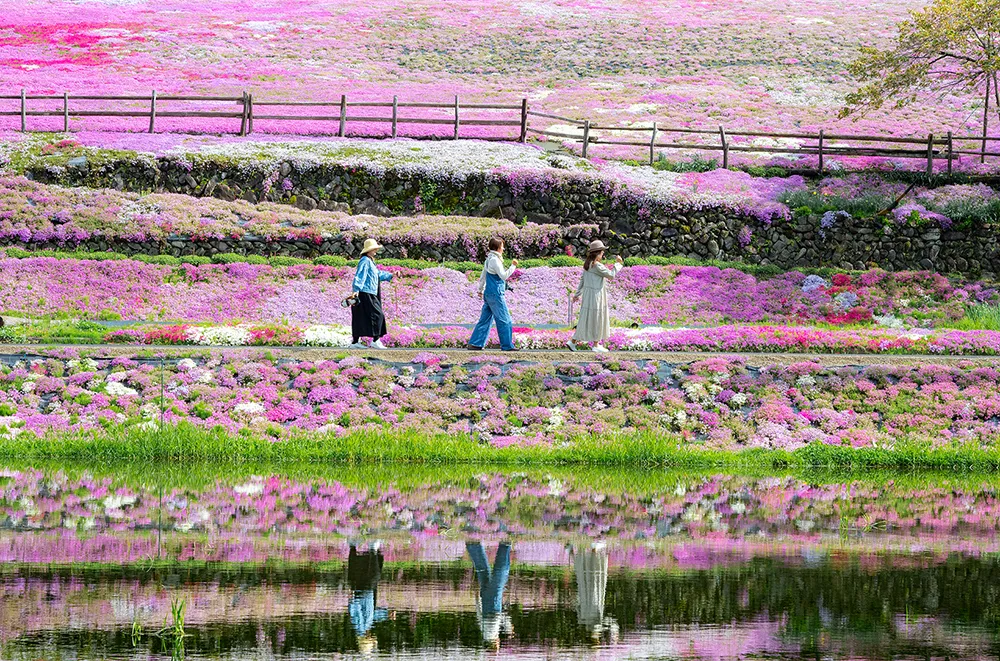 國田家の芝桜