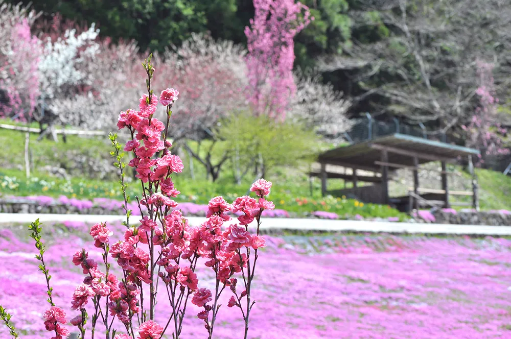 國田家の芝桜